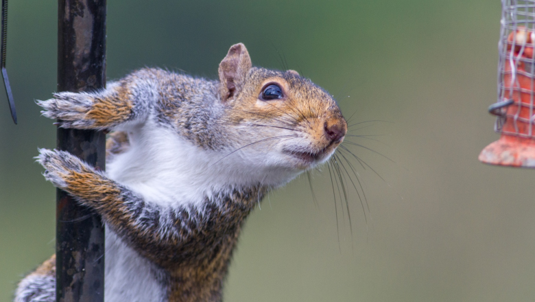 Squirrel Rodent Control – Cut Off Access Points, Lay Traps, And Adopt Prevention Techniques