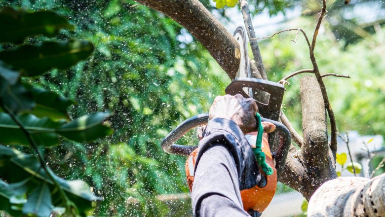 A Few Important Things to be Considered While Hiring Someone for Tree Removal Services