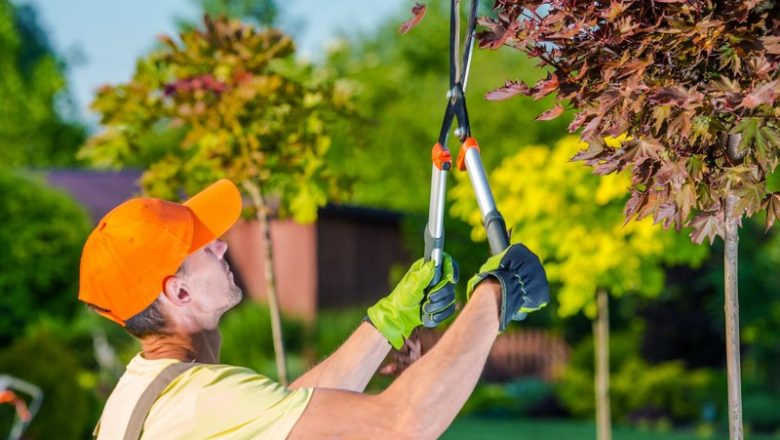 Why Should One Engage In Tree Trimming Las Vegas?