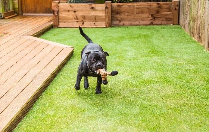 5 tips to choose the best artificial grass for dogs