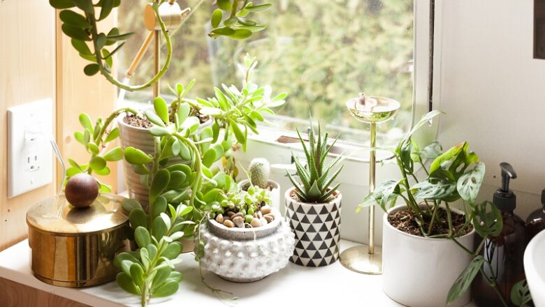 Buy Succulent Plants Online at a Reasonable Rate