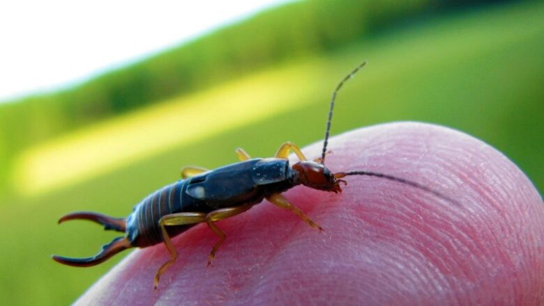 Are Earwigs Harmful for Human Health? 