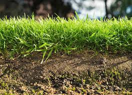 Understanding Your Lawn Care Needs