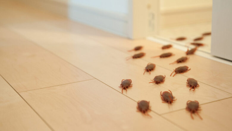 Got An Infestation in Your Home?