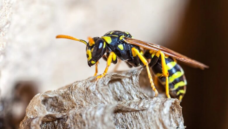 Identify And Irradicate Wasps With Exterminator Services From OIPC