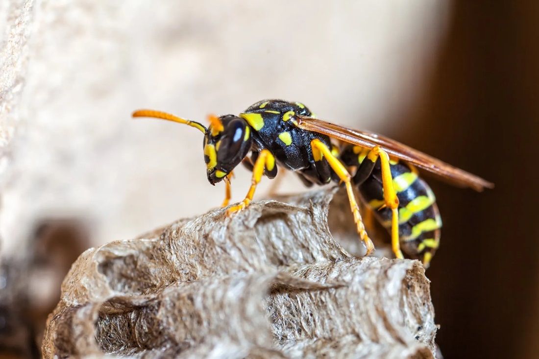 Irradicate Wasps