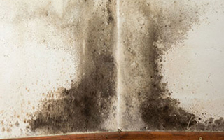 IS BLACK MOLD HARMFUL?