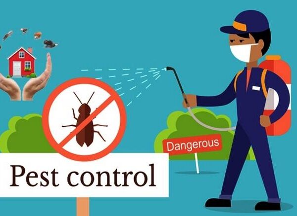 Here’s why professional pest control matters for your home