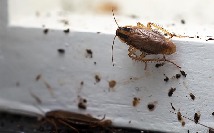 Vital Facts about Cockroaches – Understand Them to Remove Them