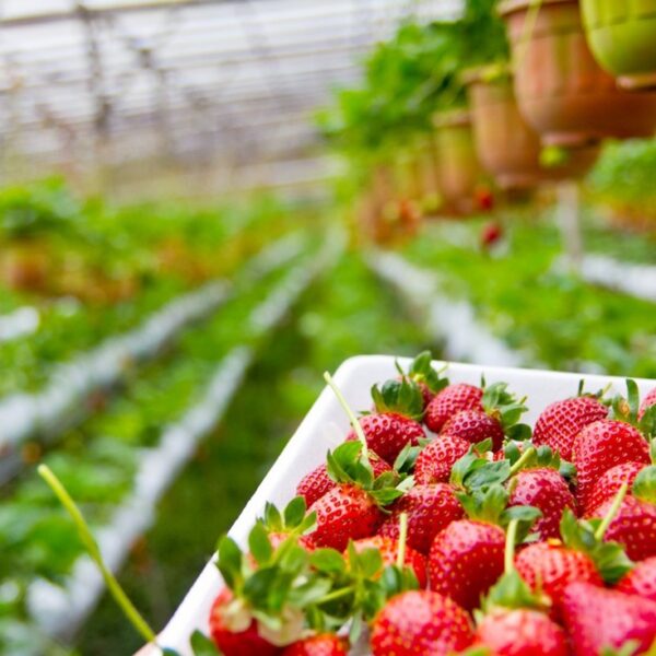 Basic Steps of Organic Farming