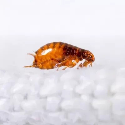 Fleas on Carpets: Effective Methods for Removing Them