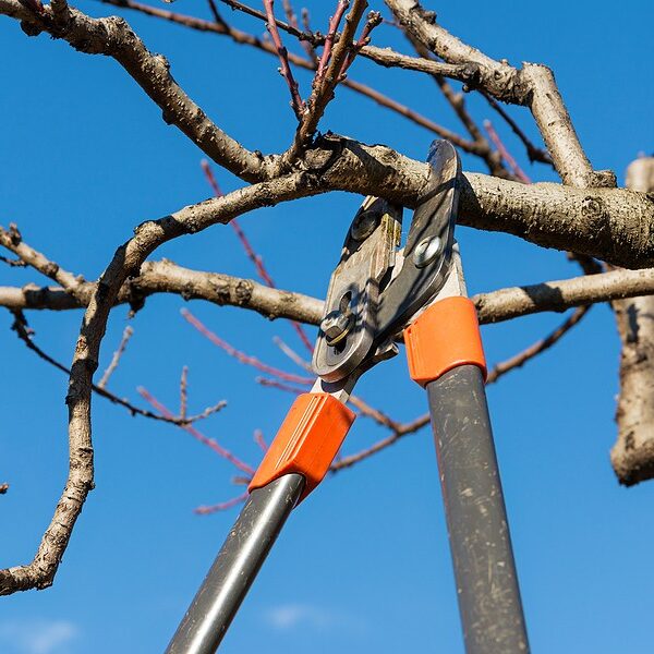 Seasonal Tree Care: Essential Tasks for Every Time of Year