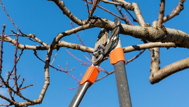 Seasonal Tree Care: Essential Tasks for Every Time of Year