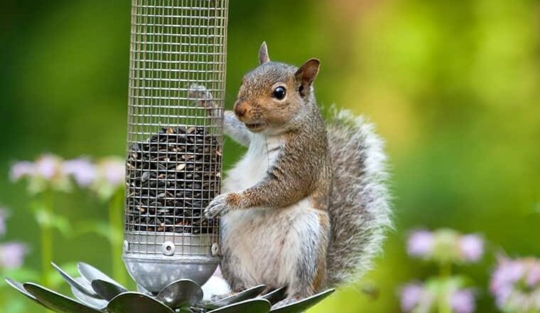 Keeping Your Home Safe: Effective Strategies for Squirrel and Tick Control
