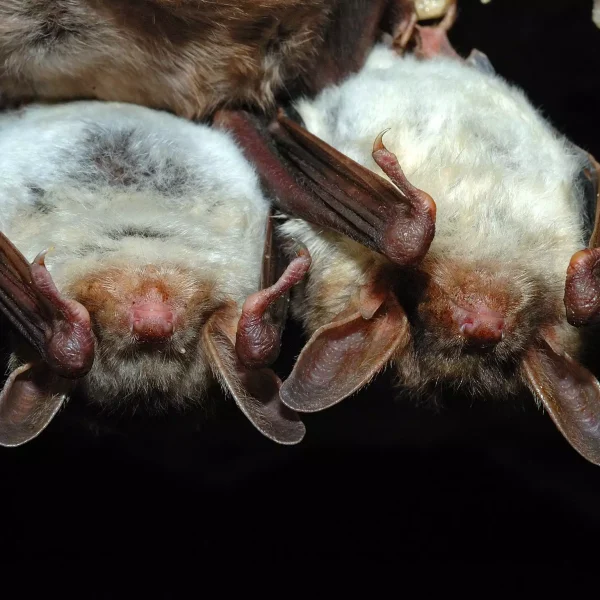 Bats in Your Attic: What to Do in Burke, VA?