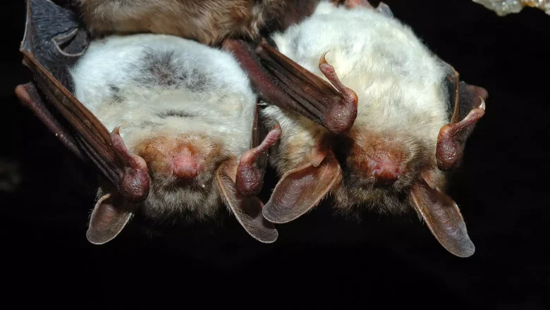 Bats in Your Attic: What to Do in Burke, VA?