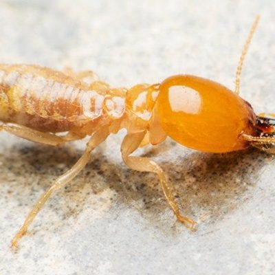 How to Find Bed Bugs During Daytime? 