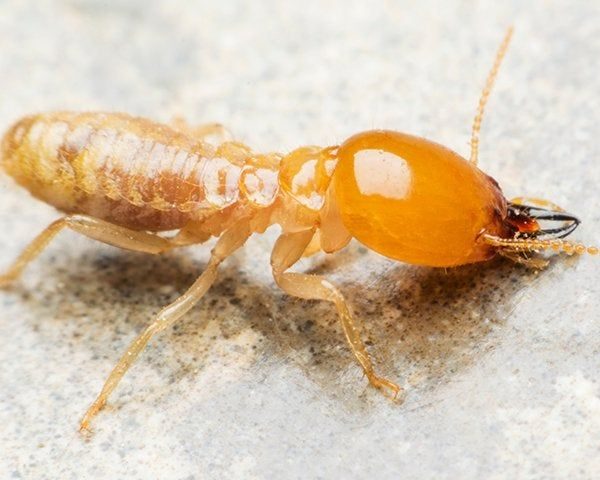 How to Find Bed Bugs During Daytime? 