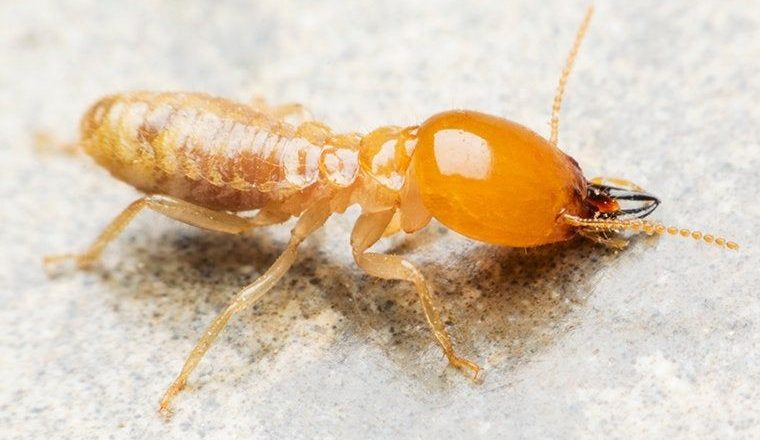 How to Find Bed Bugs During Daytime? 