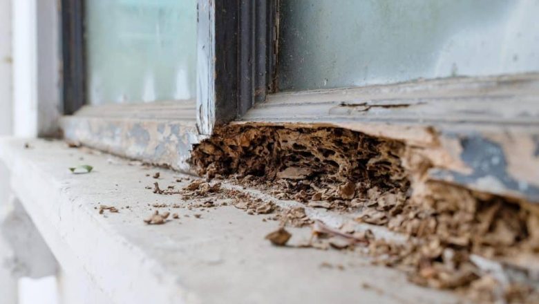 The Importance of Regular Pest Inspections for Kansas City Homes