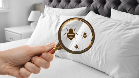 Health Risks of Bedbug Infestations and Importance of Professional Control