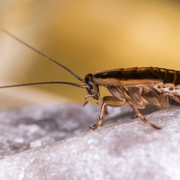 Winter Pest Control in Phoenix, AZ: What’s Still Active When It’s Cold